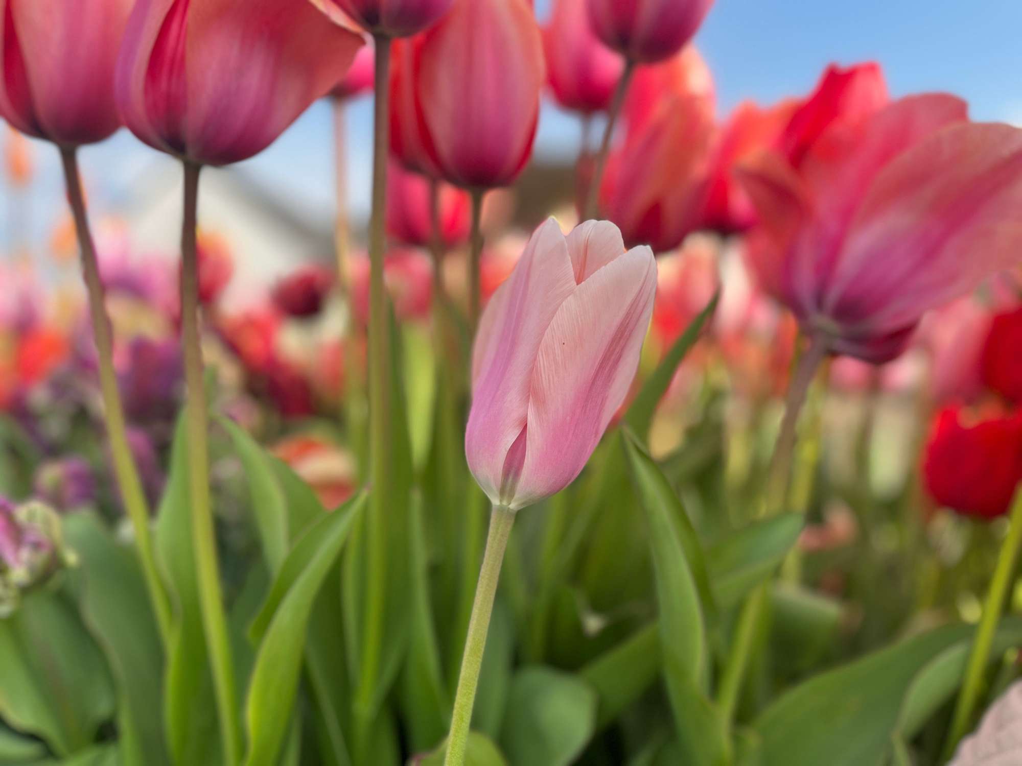 Tulpan 'Apricot Beauty'